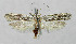  ( - BGE_00268_D05)  @11 [ ] Creative Commons  Attribution Non-Commercial Share-Alike (2024) Kai Berggren NTNU University Museum, Department of Natural History