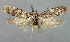  ( - BGE_00270_B09)  @11 [ ] Creative Commons  Attribution Non-Commercial Share-Alike (2024) Kai Berggren NTNU University Museum, Department of Natural History