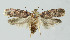  ( - BGE_00270_B11)  @11 [ ] Creative Commons  Attribution Non-Commercial Share-Alike (2024) Kai Berggren NTNU University Museum, Department of Natural History