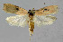  ( - BGE_00270_C08)  @11 [ ] Creative Commons  Attribution Non-Commercial Share-Alike (2024) Kai Berggren NTNU University Museum, Department of Natural History