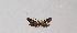  ( - BGE_00270_D05)  @11 [ ] Creative Commons  Attribution Non-Commercial Share-Alike (2024) Kai Berggren NTNU University Museum, Department of Natural History