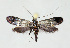  ( - BGE_00270_D06)  @11 [ ] Creative Commons  Attribution Non-Commercial Share-Alike (2024) Kai Berggren NTNU University Museum, Department of Natural History
