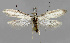  ( - BGE_00270_F09)  @11 [ ] Creative Commons  Attribution Non-Commercial Share-Alike (2024) Kai Berggren NTNU University Museum, Department of Natural History