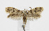  (Aprominta tectaphella - BGE_00270_H10)  @11 [ ] Creative Commons  Attribution Non-Commercial Share-Alike (2024) Kai Berggren NTNU University Museum, Department of Natural History
