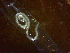  (Hysterothylacium aduncum - BGE_00246_B06)  @11 [ ] Creative Commons BY NC SA (2024) Luis Martell University Museum of Bergen, Natural History Collections
