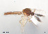  ( - BGE_00244_F12)  @11 [ ] Creative Commons  Attribution Non-Commercial Share-Alike (2024) NTNU University Museum, Department of Natural History NTNU University Museum, Department of Natural History