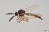  ( - BGE_00244_H09)  @11 [ ] Creative Commons  Attribution Non-Commercial Share-Alike (2024) NTNU University Museum, Department of Natural History NTNU University Museum, Department of Natural History