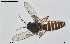  ( - BGE_00259_G03)  @11 [ ] Creative Commons  Attribution Non-Commercial Share-Alike (2024) NTNU University Museum, Department of Natural History NTNU University Museum, Department of Natural History