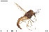  (Nilothauma - BGE_00233_B07)  @11 [ ] Creative Commons  Attribution Non-Commercial Share-Alike (2023) NTNU University Museum, Department of Natural History NTNU University Museum, Department of Natural History
