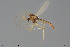  (Tanytarsus triangularis - BGE_00233_D06)  @11 [ ] Creative Commons  Attribution Non-Commercial Share-Alike (2023) NTNU University Museum, Department of Natural History NTNU University Museum, Department of Natural History
