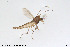  ( - BGE_00233_F05)  @11 [ ] Creative Commons  Attribution Non-Commercial Share-Alike (2023) NTNU University Museum, Department of Natural History NTNU University Museum, Department of Natural History