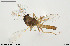  ( - BGE_00260_D10)  @11 [ ] Creative Commons  Attribution Non-Commercial Share-Alike (2024) NTNU University Museum, Department of Natural History NTNU University Museum, Department of Natural History