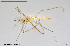  (Micropsectra cf. andalusiaca - BGE_00259_B10)  @11 [ ] Creative Commons  Attribution Non-Commercial Share-Alike (2024) NTNU University Museum, Department of Natural History NTNU University Museum, Department of Natural History