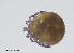  ( - BGE_00228_A03)  @11 [ ] Creative Commons  Attribution Non-Commercial Share-Alike (2023) NTNU University Museum, Department of Natural History NTNU University Museum, Department of Natural History