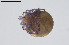  ( - BGE_00228_A03)  @11 [ ] Creative Commons  Attribution Non-Commercial Share-Alike (2023) NTNU University Museum, Department of Natural History NTNU University Museum, Department of Natural History