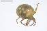  ( - BGE_00228_C02)  @11 [ ] Creative Commons  Attribution Non-Commercial Share-Alike (2023) NTNU University Museum, Department of Natural History NTNU University Museum, Department of Natural History