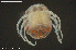  ( - BGE_00228_C09)  @11 [ ] Creative Commons  Attribution Non-Commercial Share-Alike (2023) NTNU University Museum, Department of Natural History NTNU University Museum, Department of Natural History