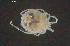 ( - BGE_00228_D07)  @11 [ ] Creative Commons  Attribution Non-Commercial Share-Alike (2023) NTNU University Museum, Department of Natural History NTNU University Museum, Department of Natural History