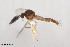  (Forcipomyia psilonota - BGE_00244_F07)  @11 [ ] Creative Commons  Attribution Non-Commercial Share-Alike (2024) NTNU University Museum, Department of Natural History NTNU University Museum, Department of Natural History