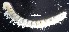  (Polydesmus barberii - GBOL19981)  @11 [ ] CreativeCommons  Attribution Non-Commercial Share-Alike (2017) SNSB (Staatliche Naturwissenschaftliche Sammlungen Bayerns) ZSM (Zoologische Staatssammlung Muenchen)