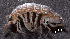  ( - ZSM-BC-30209-F06)  @11 [ ] CreativeCommons  Attribution Non-Commercial Share-Alike (2018) SNSB (Staatliche Naurwissenschaftliche Sammlungen Bayerns) ZSM (Zoologische Staatssammlung Muenchen)