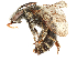  (Nomia tigeri - T761-Maculonomia_tigeri)  @15 [ ] CreativeCommons - Attribution Non-Commercial (2019) Silas Bossert Cornell University