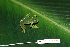  (Sachatamia albomaculata - AJC 1755)  @11 [ ] CreativeCommons - Attribution Non-Commercial Share-Alike (2007) Andrew J. Crawford Smithsonian Tropical Research Institute