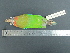  ( - MJM 7168)  @12 [ ] CreativeCommons - Attribution Non-Commercial (2012) Matthew J. MIller Smithsonian Tropical Research Institute