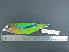  ( - MJM 7168)  @12 [ ] CreativeCommons - Attribution Non-Commercial (2012) Matthew J. MIller Smithsonian Tropical Research Institute