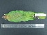  ( - MJM 7178)  @12 [ ] CreativeCommons - Attribution Non-Commercial (2012) Matthew J. MIller Smithsonian Tropical Research Institute