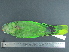  ( - MJM 7178)  @13 [ ] CreativeCommons - Attribution Non-Commercial (2012) Matthew J. MIller Smithsonian Tropical Research Institute