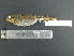  ( - MJM 7316)  @13 [ ] CreativeCommons - Attribution Non-Commercial (2012) Matthew J. MIller Smithsonian Tropical Research Institute