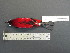  (Ramphocelus dimidiatus - MJM 7320)  @13 [ ] CreativeCommons - Attribution Non-Commercial (2012) Matthew J. MIller Smithsonian Tropical Research Institute