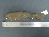  ( - MJM 7346)  @13 [ ] CreativeCommons - Attribution Non-Commercial (2012) Matthew J. MIller Smithsonian Tropical Research Institute