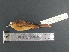  ( - MJM 7349)  @13 [ ] CreativeCommons - Attribution Non-Commercial (2012) Matthew J. MIller Smithsonian Tropical Research Institute