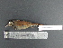  (Thamnophilus nigriceps - MJM 7410)  @13 [ ] CreativeCommons - Attribution Non-Commercial (2012) Matthew J. MIller Smithsonian Tropical Research Institute