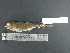  ( - MJM 7415)  @12 [ ] CreativeCommons - Attribution Non-Commercial (2012) Matthew J. MIller Smithsonian Tropical Research Institute