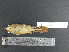  ( - MJM 7420)  @12 [ ] CreativeCommons - Attribution Non-Commercial (2012) Matthew J. MIller Smithsonian Tropical Research Institute