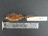  (Pachyramphus cinnamomeus - MJM 7420)  @13 [ ] CreativeCommons - Attribution Non-Commercial (2012) Matthew J. MIller Smithsonian Tropical Research Institute