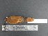  ( - MJM 7420)  @13 [ ] CreativeCommons - Attribution Non-Commercial (2012) Matthew J. MIller Smithsonian Tropical Research Institute