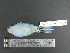  ( - MJM 7432)  @13 [ ] CreativeCommons - Attribution Non-Commercial (2012) Matthew J. MIller Smithsonian Tropical Research Institute