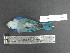  (Thraupis episcopus - MJM 7432)  @13 [ ] CreativeCommons - Attribution Non-Commercial (2012) Matthew J. MIller Smithsonian Tropical Research Institute