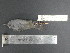  ( - MJM 7908)  @13 [ ] CreativeCommons - Attribution Non-Commercial (2012) Matthew J. MIller Smithsonian Tropical Research Institute