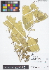  (Trichilia carinata - IAvH - JAC2160)  @11 [ ] Copyright (2015) Instituto de Investigacion Alexander von Humboldt (IAvH) Instituto de Investigacion Alexander von Humboldt (IAvH)