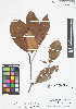  (Clusia umbellata - IAvH - RG2364)  @11 [ ] Copyright (2015) Instituto de Investigacion Alexander von Humboldt (IAvH) Instituto de Investigacion Alexander von Humboldt (IAvH)