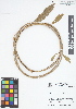  (Petrea sp - IAvH - RG2371)  @11 [ ] Copyright (2015) Instituto de Investigacion Alexander von Humboldt (IAvH) Instituto de Investigacion Alexander von Humboldt (IAvH)