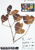  ( - IAvH - RG2377)  @11 [ ] Copyright (2015) Instituto de Investigacion Alexander von Humboldt (IAvH) Instituto de Investigacion Alexander von Humboldt (IAvH)
