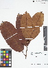  (Ficus americana - IAvH - RG2409)  @11 [ ] Copyright (2015) Instituto de Investigacion Alexander von Humboldt (IAvH) Instituto de Investigacion Alexander von Humboldt (IAvH)