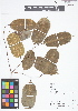  ( - IAvH - RG2447)  @11 [ ] Copyright (2015) Instituto de Investigacion Alexander von Humboldt (IAvH) Instituto de Investigacion Alexander von Humboldt (IAvH)