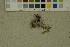  (Penicillium aurantiogriseum - BGE_000351_B11)  @11 [ ] by-nc-sa (2025) Unspecified University of Oslo, Natural History Museum